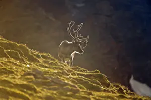 Platyrhynchus: Norway, Spitsbergen, St. Jonsfjorden. Svalbard
