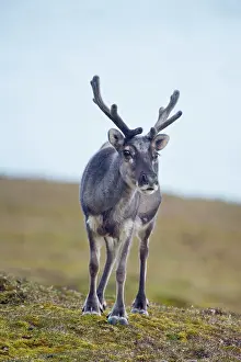 Platyrhynchus: Norway, Spitsbergen, St. Jonsfjorden. Svalbard
