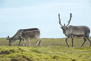 Platyrhynchus: Norway, Spitsbergen, St. Jonsfjorden. Svalbard