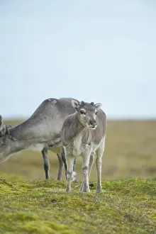 Jonsfjorden: Norway, Spitsbergen, St. Jonsfjorden. Svalbard