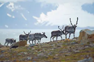Platyrhynchus: Norway, Spitsbergen, St. Jonsfjorden. Svalbard