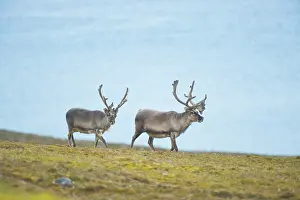 Platyrhynchus: Norway, Spitsbergen, St. Jonsfjorden. Svalbard