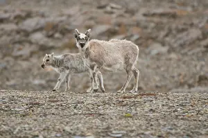 Platyrhynchus: Norway, Spitsbergen. Svalbard reindeer (Rangifer