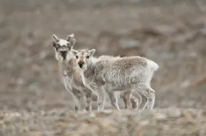 Platyrhynchus: Norway, Spitsbergen. Svalbard reindeer (Rangifer
