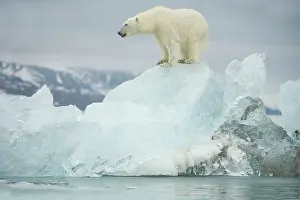 Woodfjorden: Norway, Spitsbergen, Woodfjorden. Adult