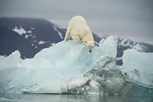 Woodfjorden: Norway, Spitsbergen, Woodfjorden. Adult