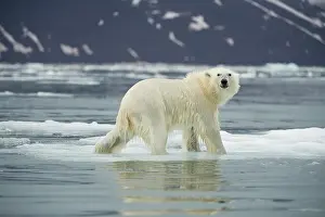 Woodfjorden: Norway, Spitsbergen, Woodfjorden. Polar