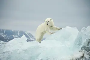 Woodfjorden: Norway, Spitsbergen, Woodfjorden. Polar