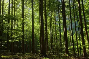 Evergreens: Norway Spruce - and Beech (Fagus sylvatica) forest