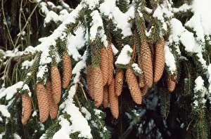 Excelsa: NORWAY SPRUCE - C/U AND SNOW