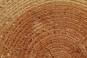 Piles: Norway Spruce, Common Spruce - woodpile - Germany