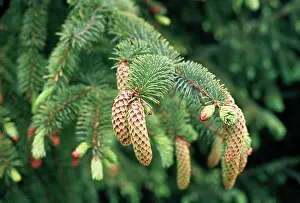 Wolfgang Wagner: NORWAY SPRUCE CONES