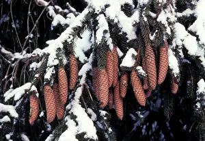 Excelsa: Norway Spruce - Cones under snow