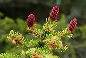 Spruces: Norway Spruce European Spruce Common Spruce female fir cone