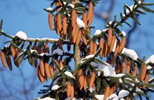 Ripened: Norway SPRUCE - Ripened fir cones in winter