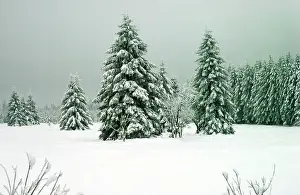 Condition: NORWAY SPRUCE - in snow