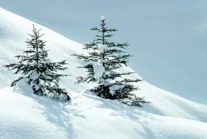 Sapling: Norway Spruce Tree