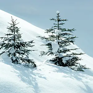 Sapling: Norway Spruce Tree