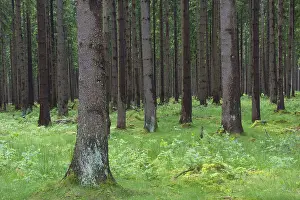 091018: Norway Spruce - tree trunks - Harz National Park - Germany