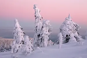 Evergreens: Norway Spruce - trees covered in snow and ice