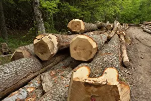 Stacked: Norway Spruce Trees large felled trunks Vercors