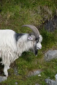 Lysefjord: Norway, Stavanger, Lysefjord (aka Lyse Fjord)