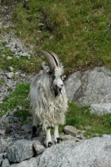 Lysefjord: Norway, Stavanger, Lysefjord (aka Lyse Fjord)