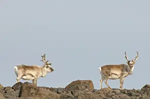Platyrhynchus: Norway, Svalbard Archipelago, Spitsbergen