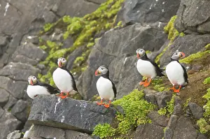 Feathered: Norway, Svalbard Archipelago, Spitsbergen