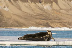 Barbatus: Norway, Svalbard Archipelago, Spitsbergen