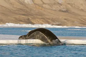 Barbatus: Norway, Svalbard Archipelago, Spitsbergen