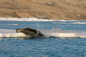 Barbatus: Norway, Svalbard Archipelago, Spitsbergen