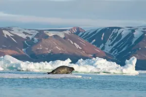 Barbatus: Norway, Svalbard Archipelago, Spitsbergen