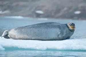 Barbatus: Norway, Svalbard Archipelago, Spitsbergen