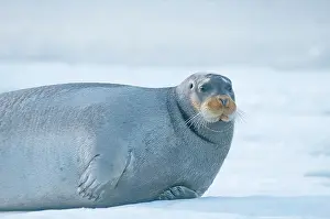Barbatus: Norway, Svalbard Archipelago, Spitsbergen