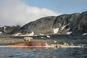 Scavenging: Norway, Svalbard Archipelago, Spitsbergen