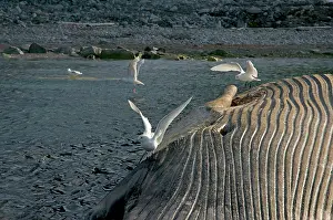 Scavenging: Norway, Svalbard Archipelago, Spitsbergen