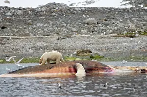 Scavenging: Norway, Svalbard Archipelago, Spitsbergen