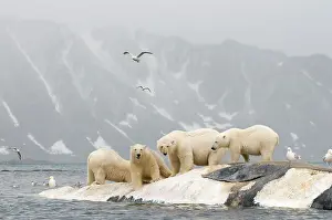 Scavenging: Norway, Svalbard Archipelago, Spitsbergen
