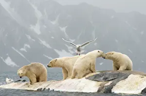 Scavenging: Norway, Svalbard Archipelago, Spitsbergen