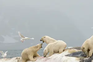 Scavenging: Norway, Svalbard Archipelago, Spitsbergen