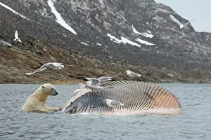 Scavenging: Norway, Svalbard Archipelago, Spitsbergen