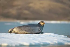 Barbatus: Norway, Svalbard Archipelago, Spitsbergen