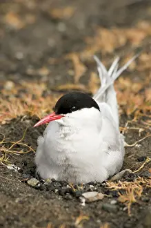 Longyearbyen: Norway, Svalbard Archipelago, Spitsbergen