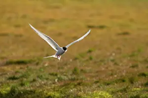 Longyearbyen: Norway, Svalbard Archipelago, Spitsbergen