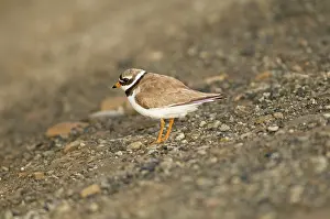 Charadrius: Norway, Svalbard Archipelago, Spitsbergen