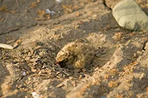 Longyearbyen: Norway, Svalbard Archipelago, Spitsbergen