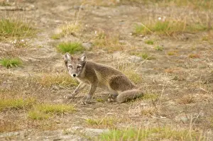 Alopex: Norway, Svalbard Archipelago, Spitsbergen