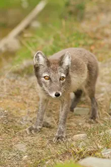 Alopex: Norway, Svalbard Archipelago, Spitsbergen