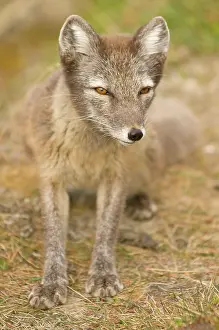 Alopex: Norway, Svalbard Archipelago, Spitsbergen